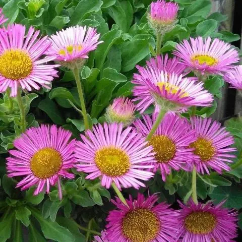 Fleabane Erigeron Glaucus Sea Breeze (2Ltr Pot) - Image 5