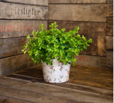 Floral Pot Poppy S