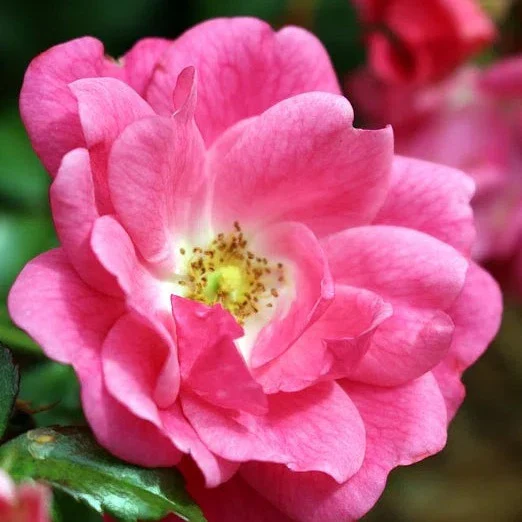FLOWER CARPET PINK SUPREME - Image 2