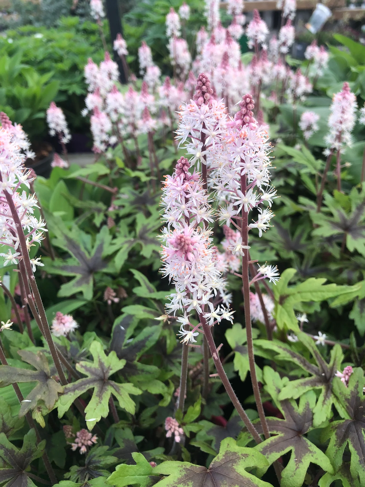 Foam Flower (Tiarella Morning Star) - Image 3