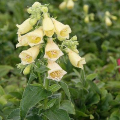 Foxglove Digitalis Grandiflora Carillon (2Ltr Pot)