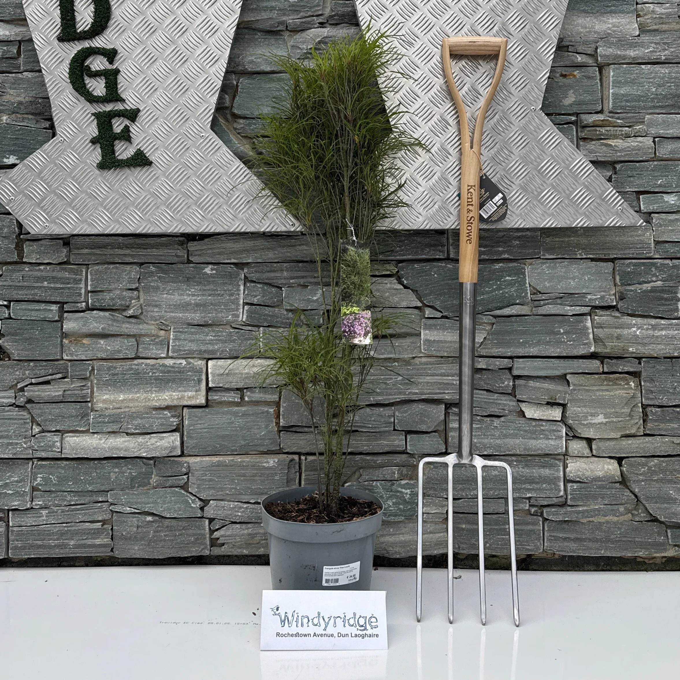 Frangula alnus Fine Line 5 Ltr pot