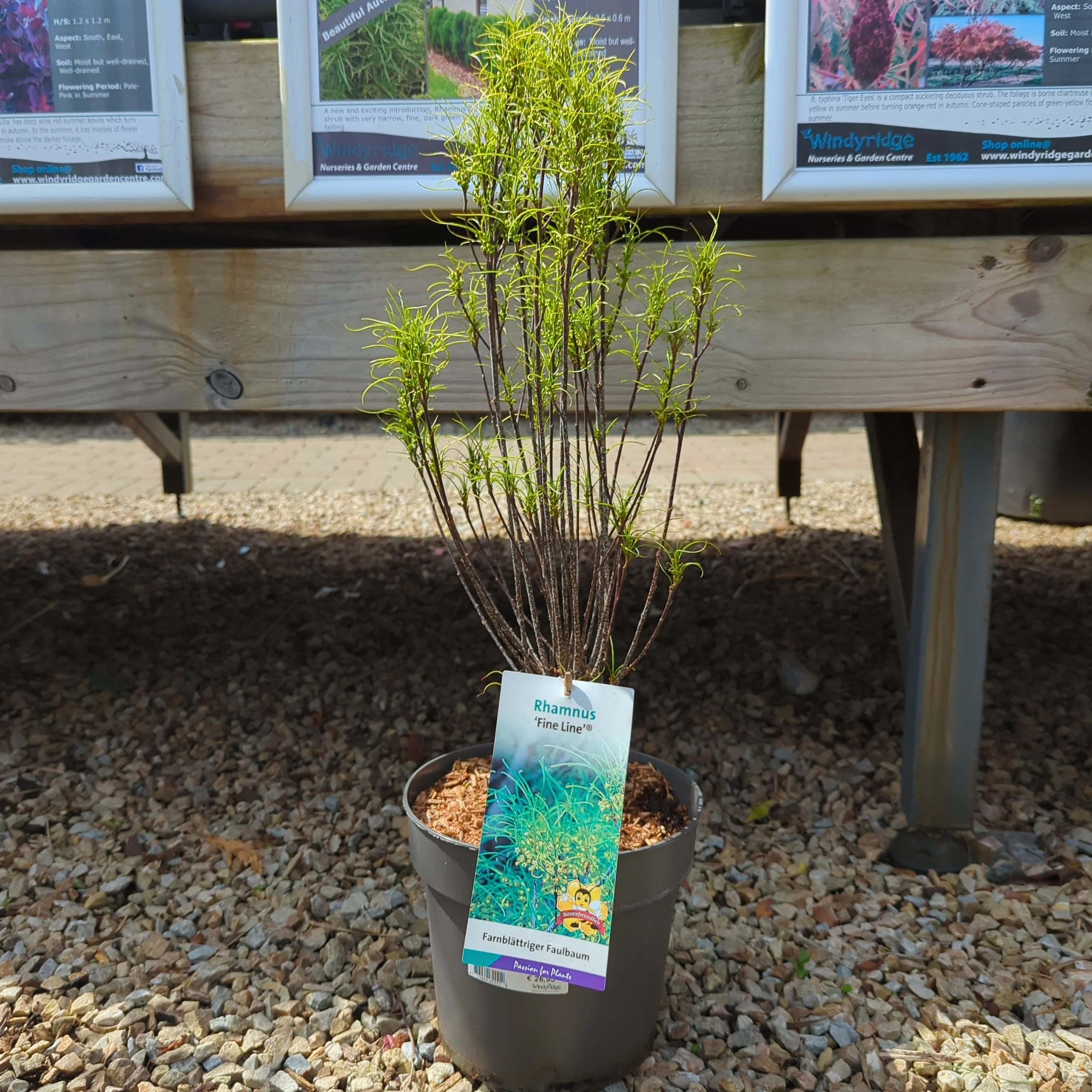 Frangula alnus Fine Line 5 Ltr pot - Image 2
