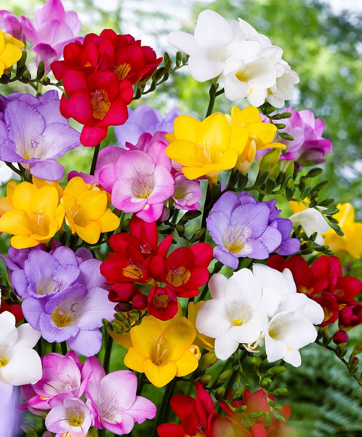 FREESIA