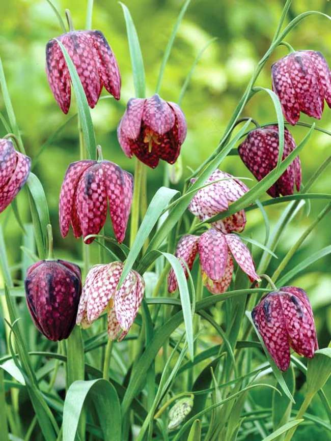 Fritillaria meleagris purple