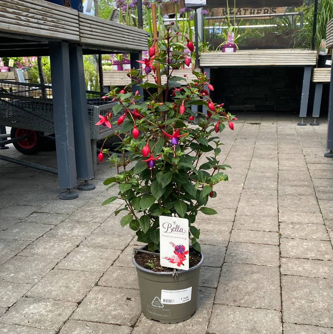 Fuchsia Bella Fuchsia Susanna  P17 - Image 2