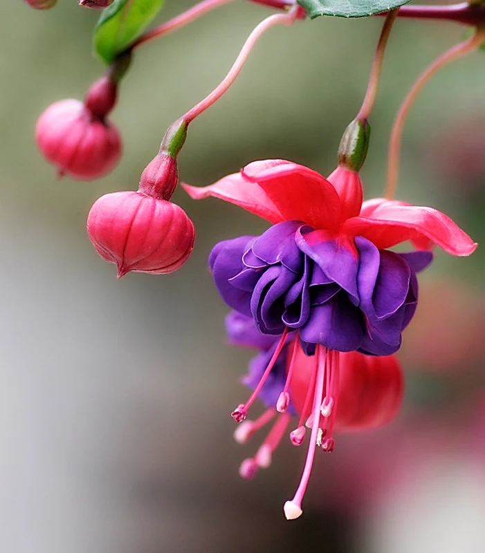 FUCHSIA Dark Eyes - Image 3