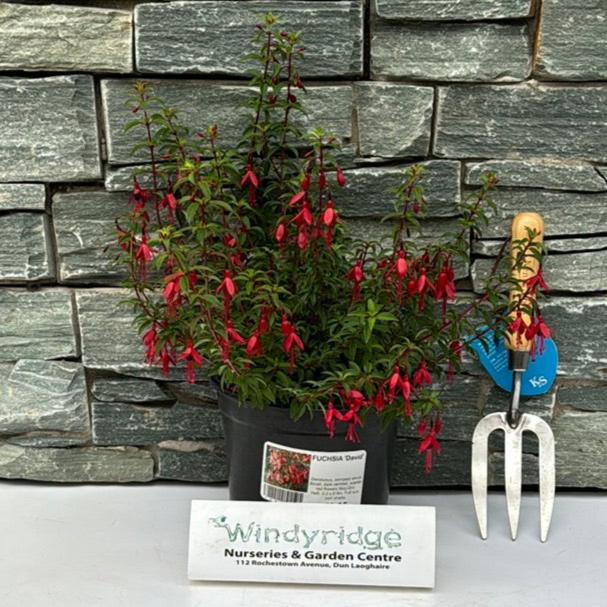 FUCHSIA David - Image 2