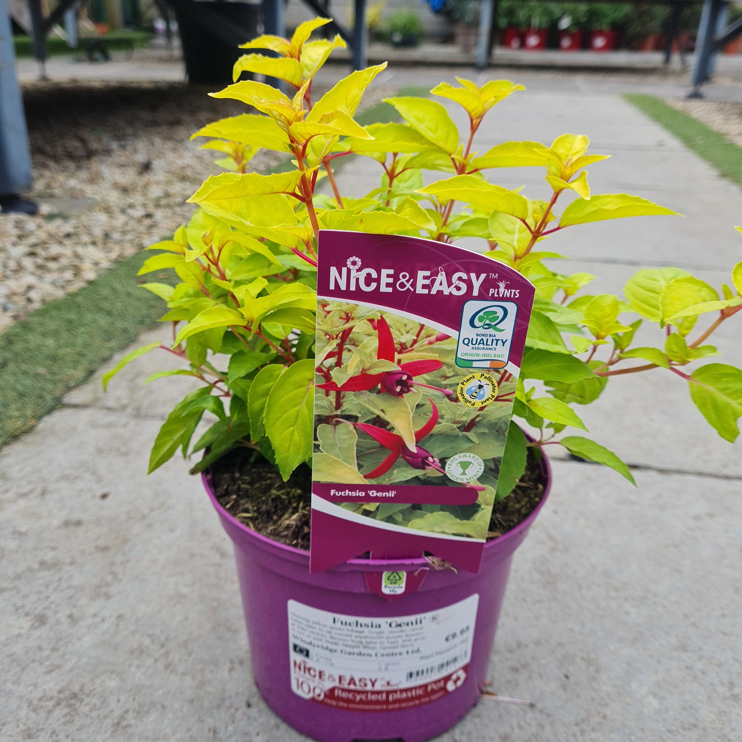 FUCHSIA GENII - Image 2