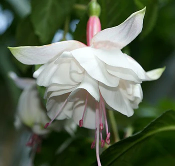 Fuchsia happy wedding day
