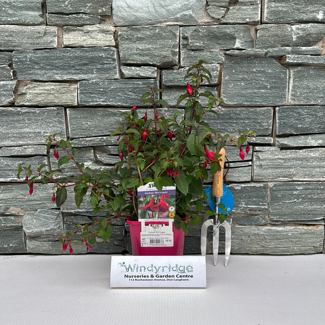 Fuchsia Mrs Popple - Image 5