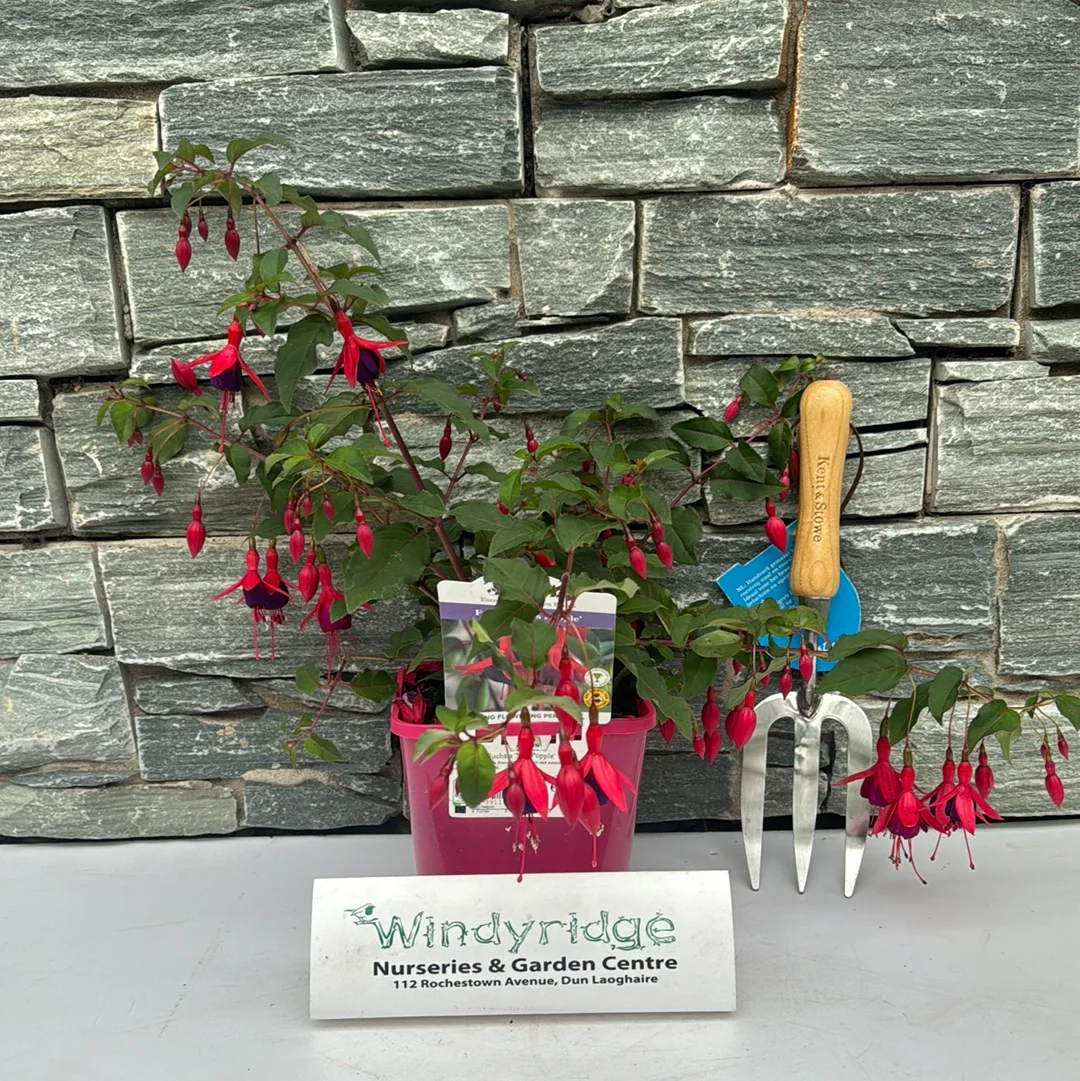 Fuchsia Mrs Popple - Image 7