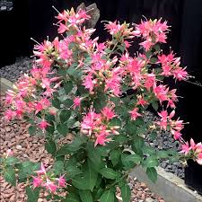Fuchsia Walz Jubelteen bush