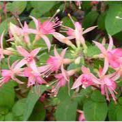 Fuchsia Walz Jubelteen  P10.5