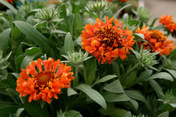 Gaillardia Fanfare Blaze