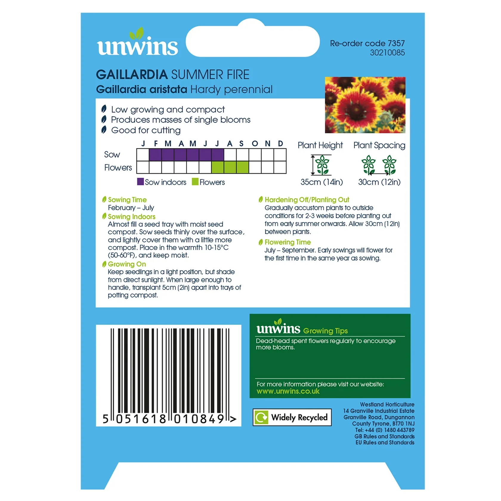 Gaillardia Summer Fire - Image 2