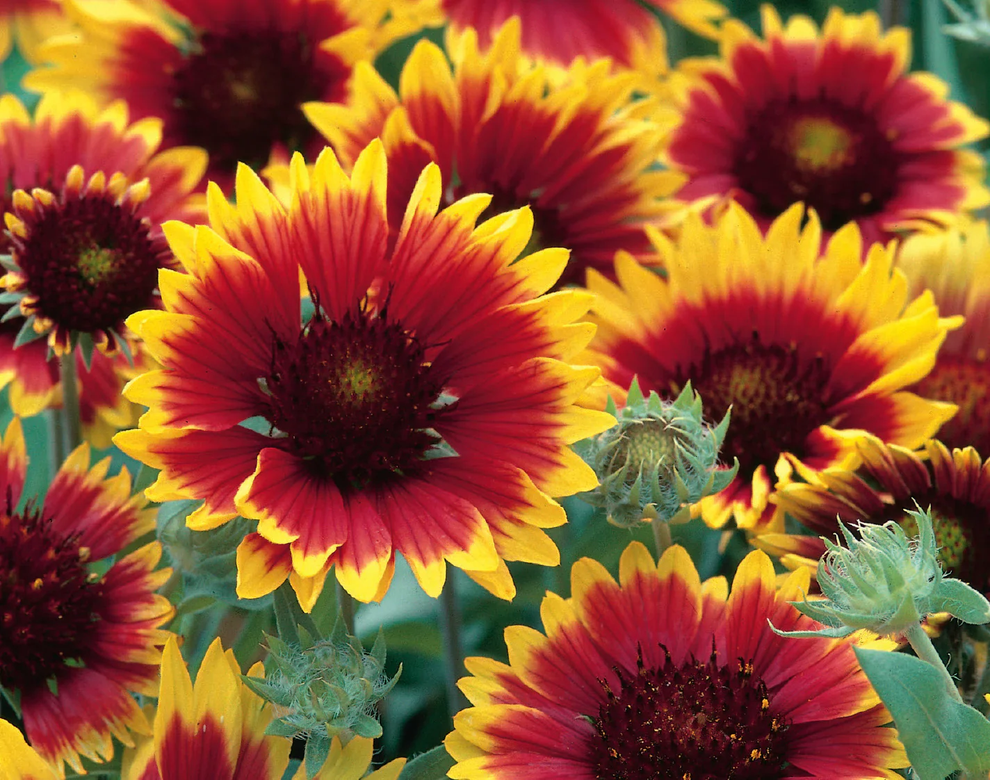 Gaillardia Summer Fire - Image 3