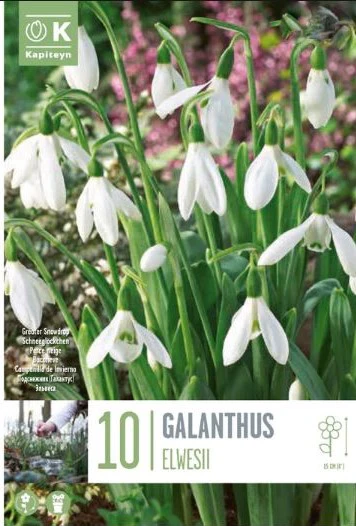 GALANTHUS ELWESII
