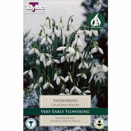 Galanthus Snowdrops Elwesii 7 - Image 2