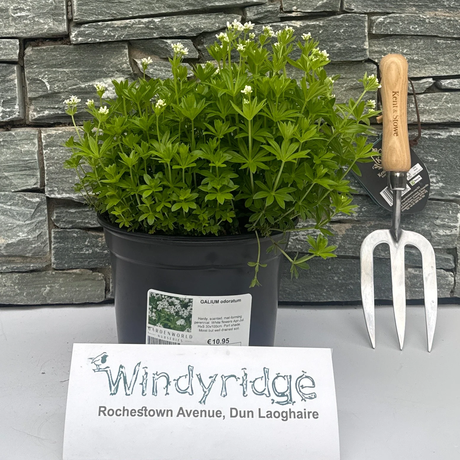 GALIUM odoratum G
