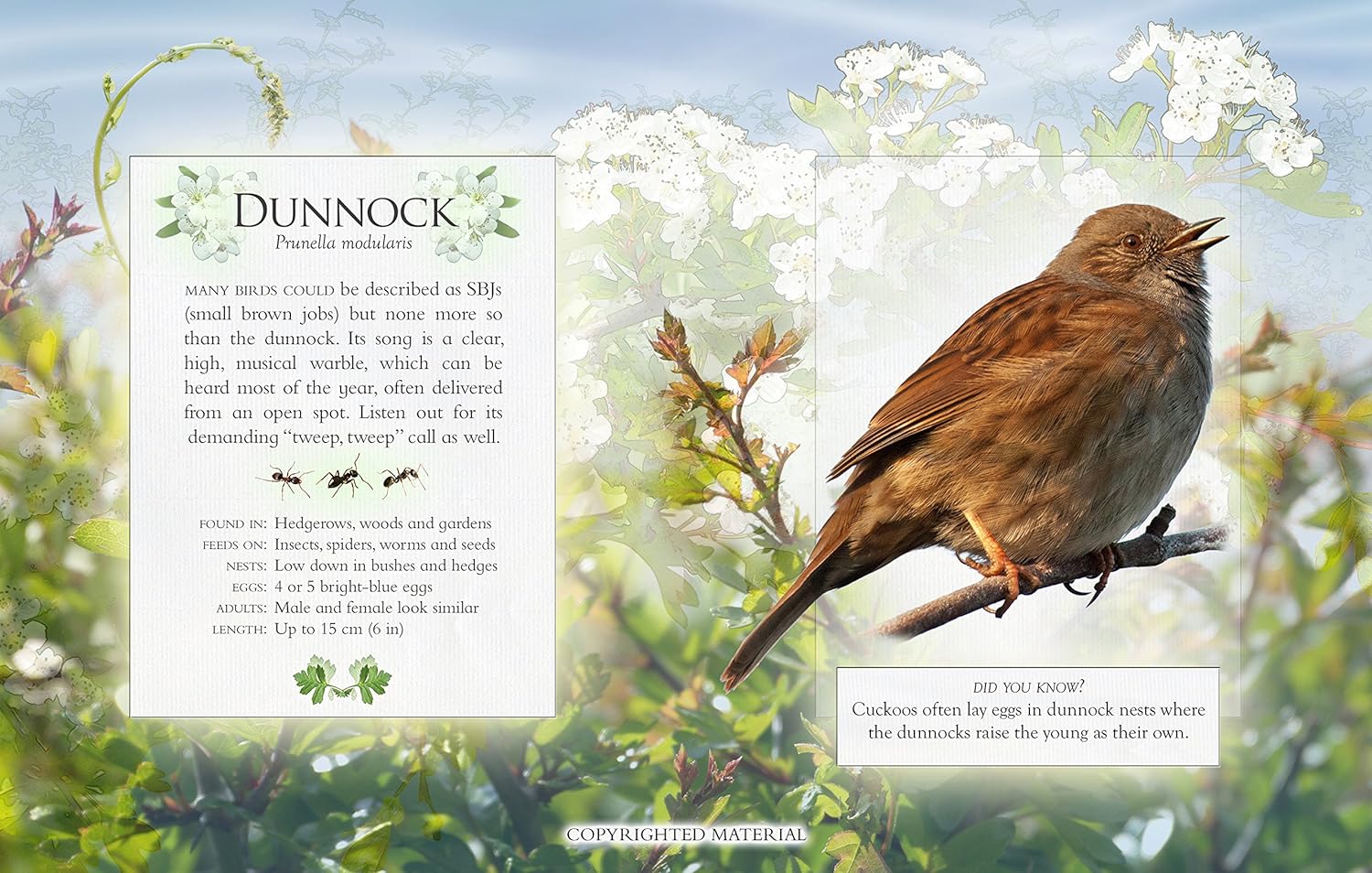 Garden Birds Songs - Image 3