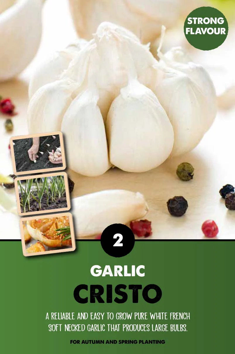 GARLIC CRISTO 2