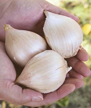 GARLIC ELEPHANT 1 - Image 3