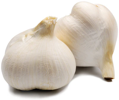 GARLIC ELEPHANT 2
