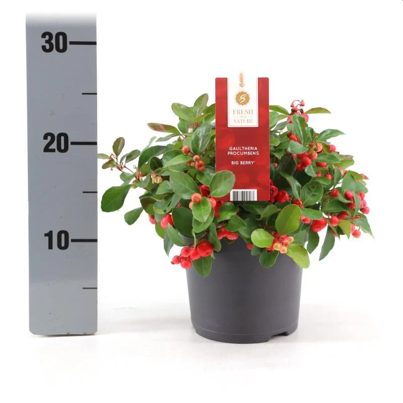 Gaultheria proc. Big Berry  1.5 Ltr pot