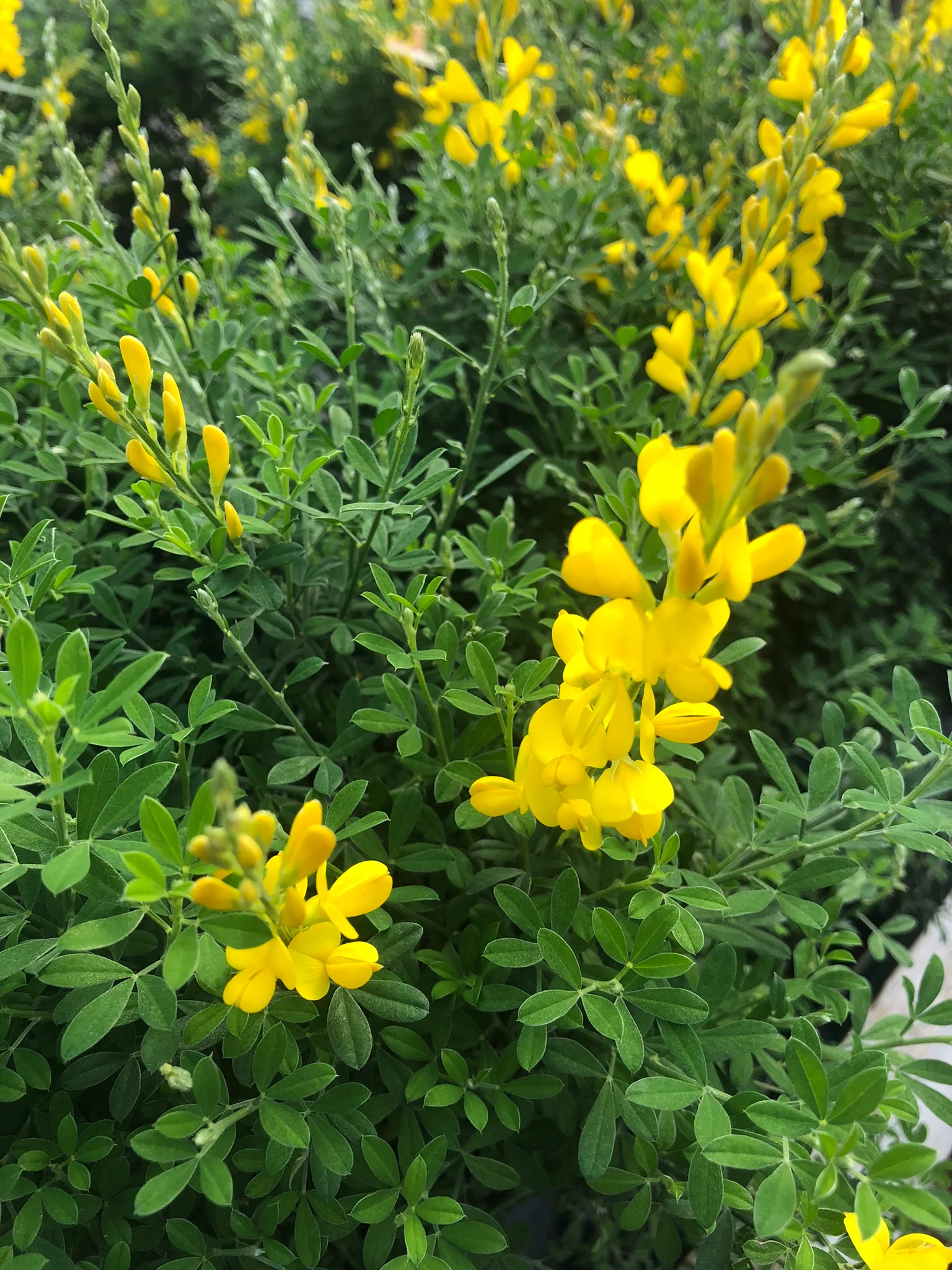 Genista hispanica