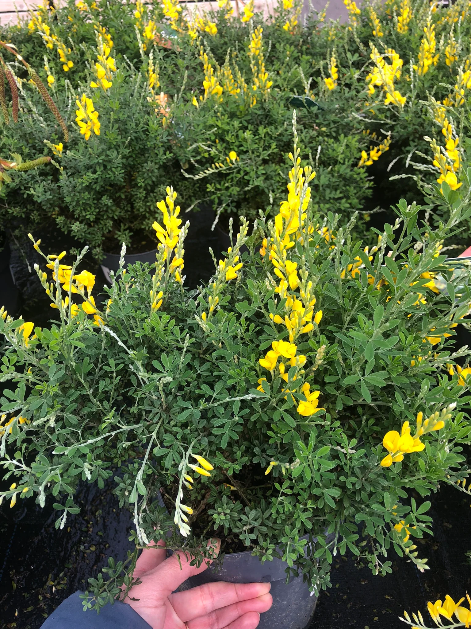 Genista hispanica - Image 2