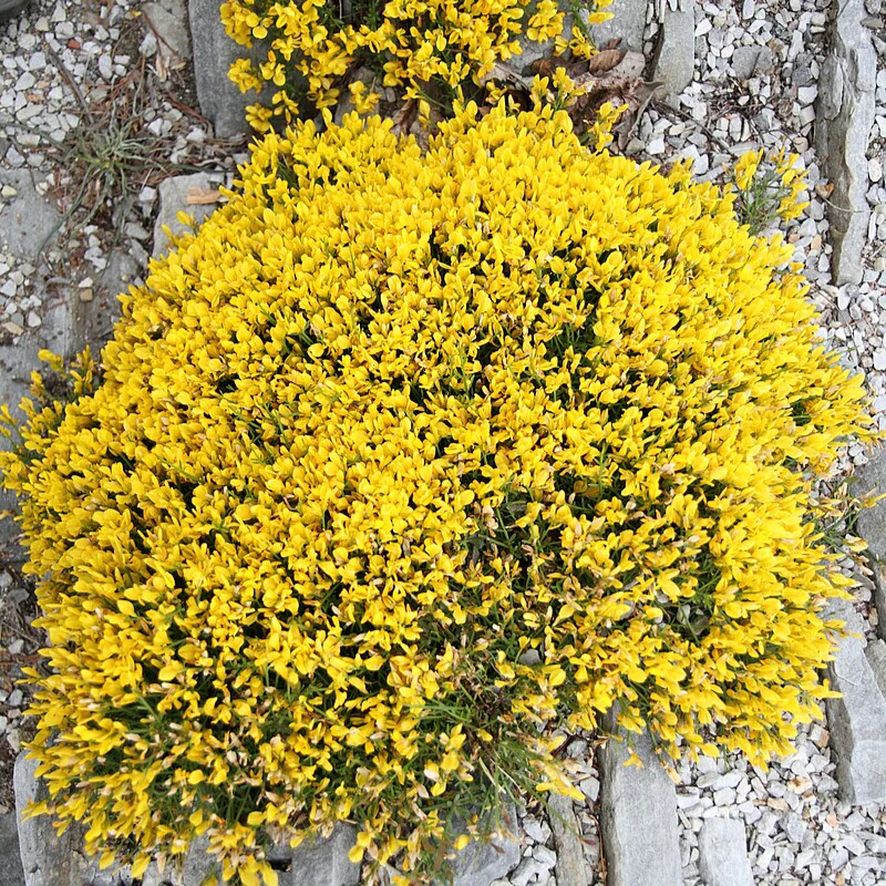Genista Lydia - Image 2
