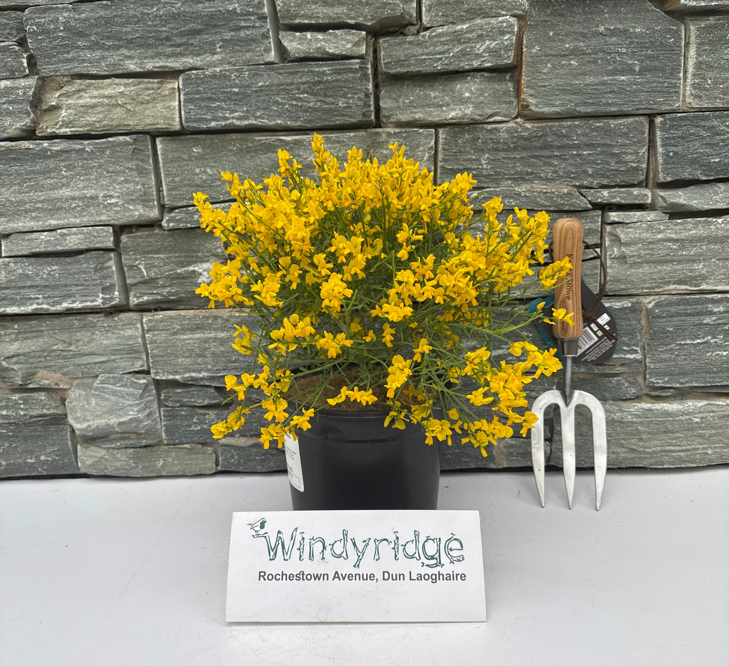 GENISTA lydia - Image 2