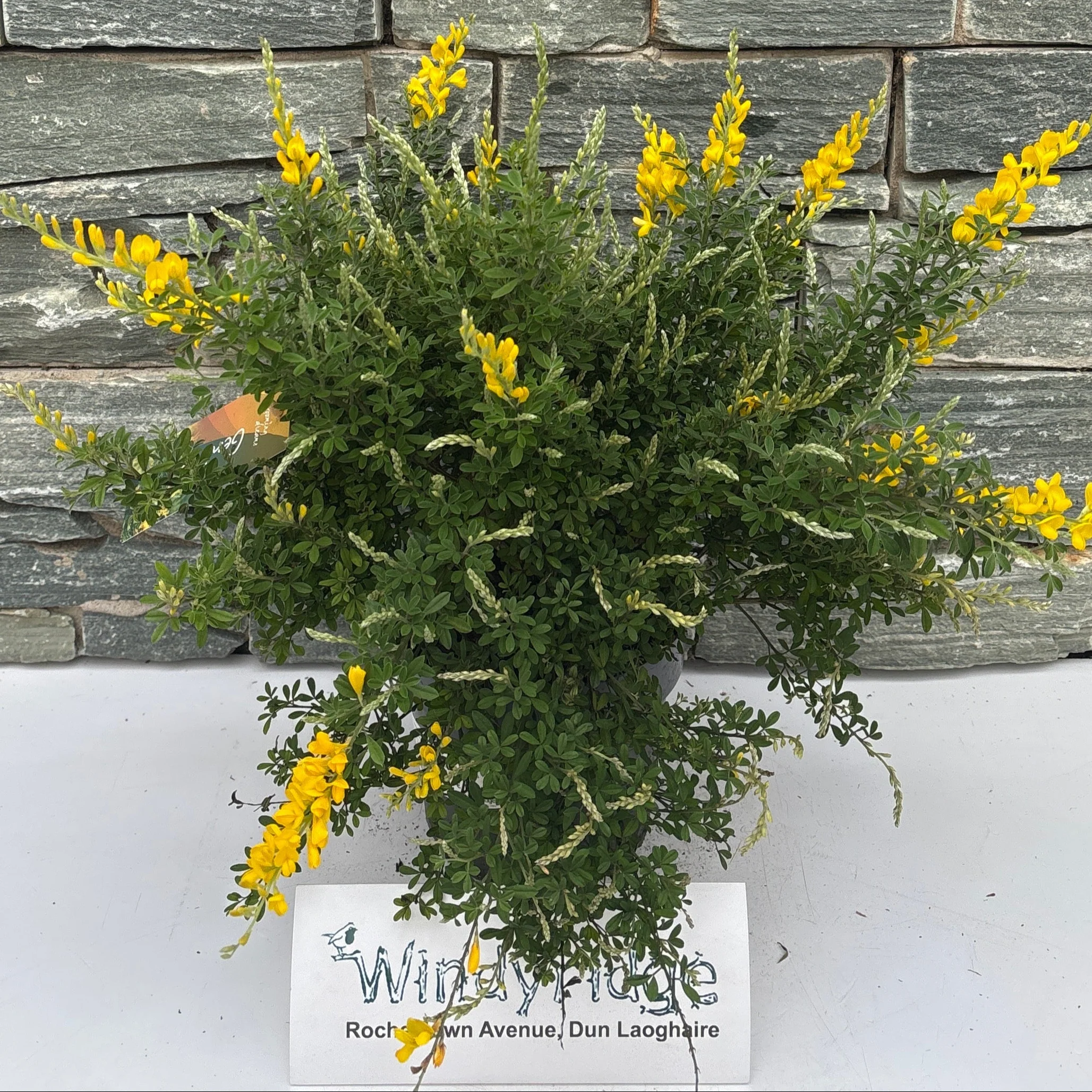 Genista spachiana