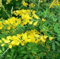 Genista spachiana - Image 2