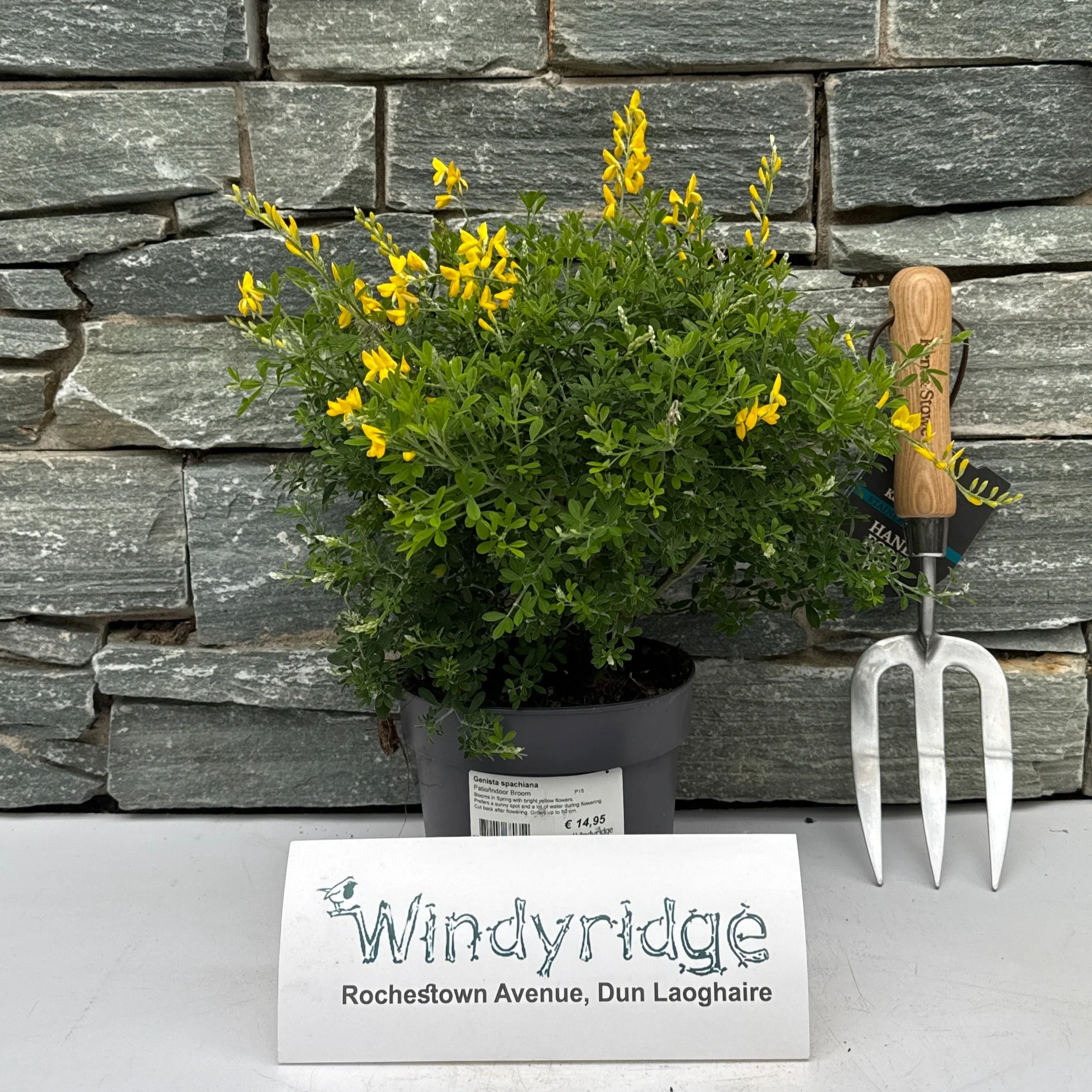 Genista spachiana / P15 - Image 2