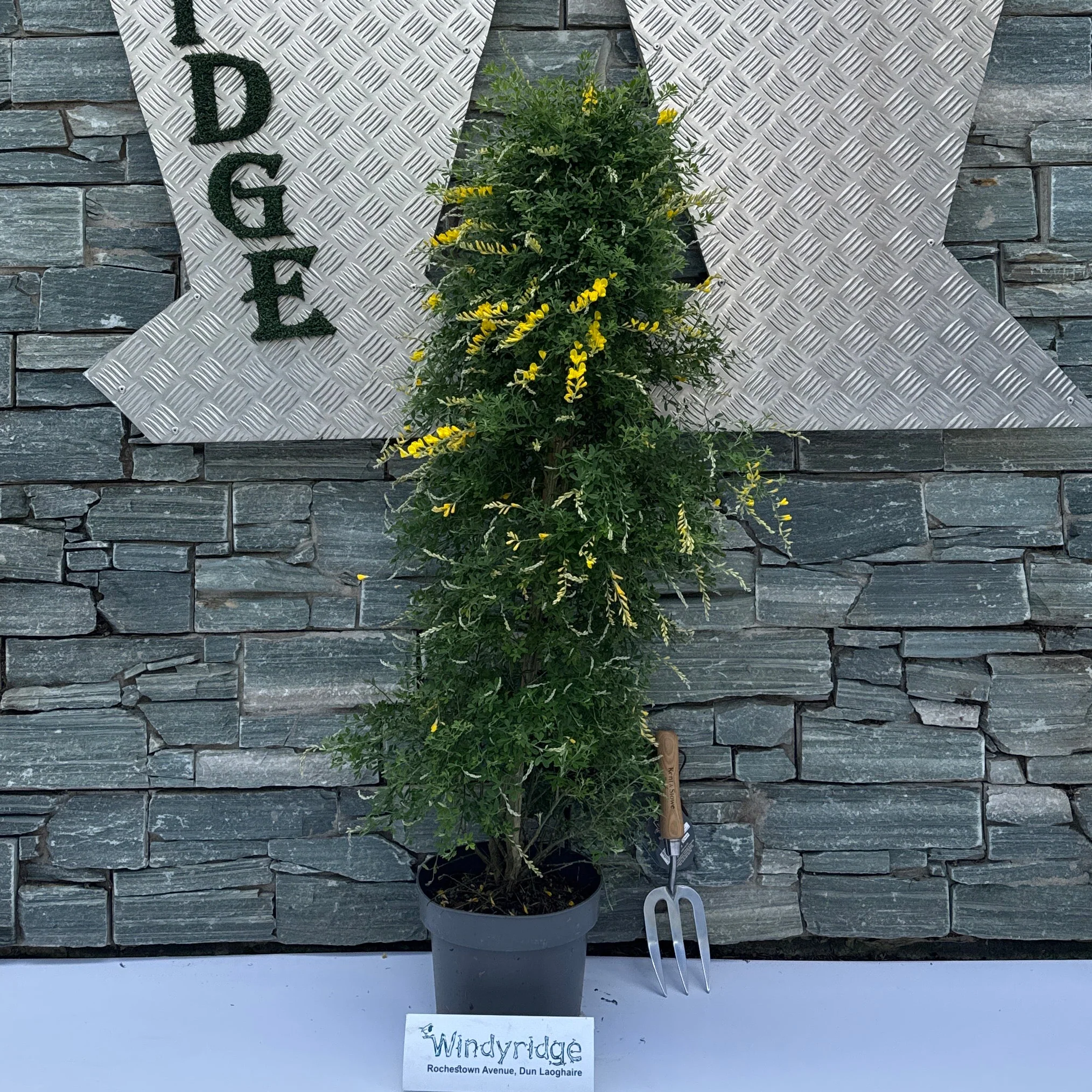 Genista spachiana  P23 - 3 cane pyr. - Image 2