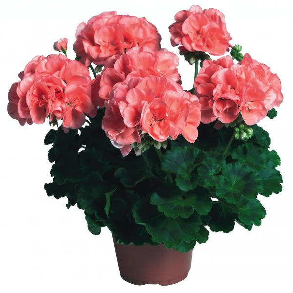 GERANIUM 13cm
