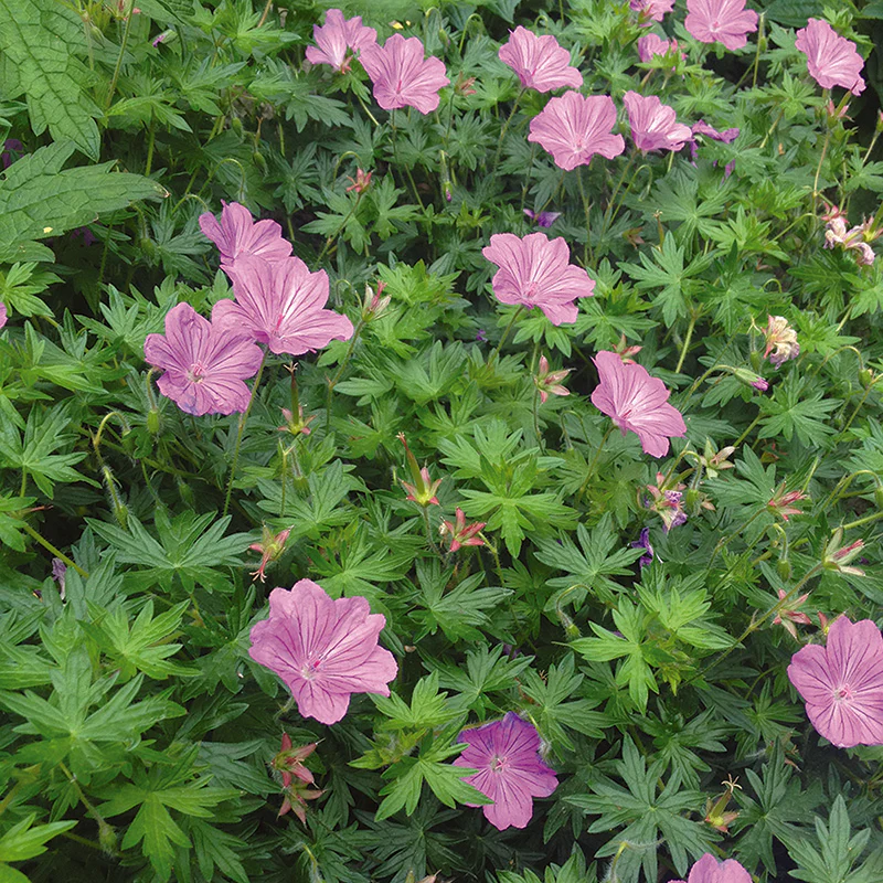 Geranium Blushing Turtle