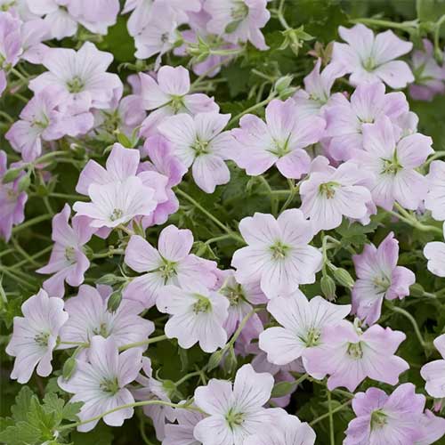 Geranium Dreamland - Image 2
