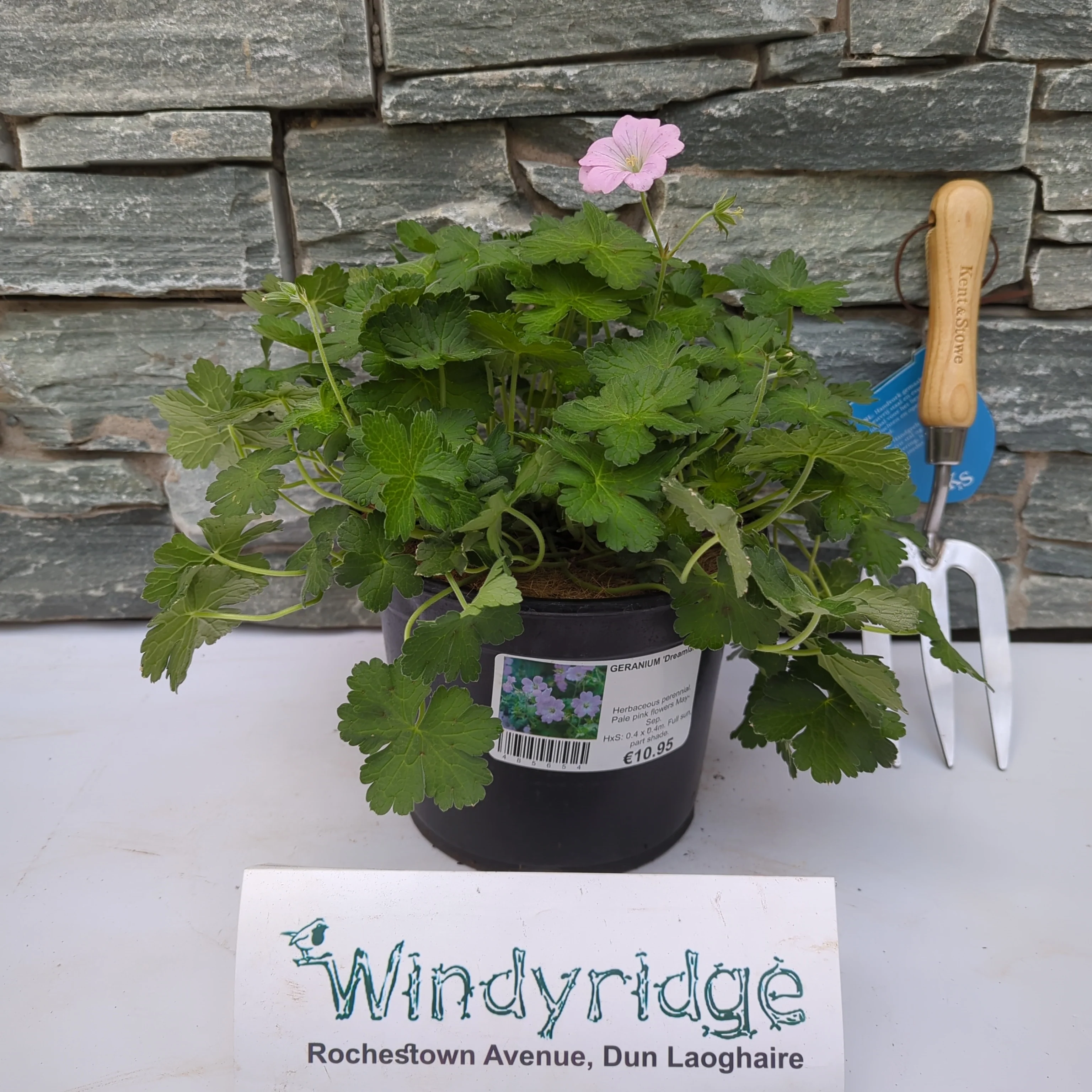 GERANIUM Dreamland - Image 2