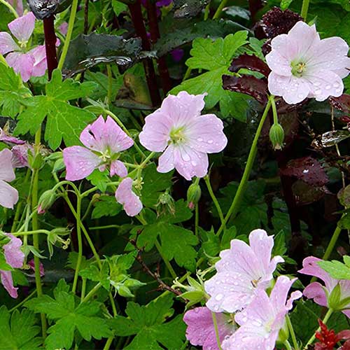 GERANIUM Dreamland - Image 3
