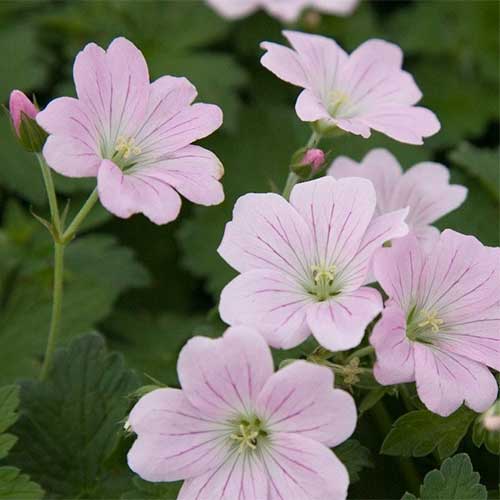 GERANIUM Dreamland - Image 4