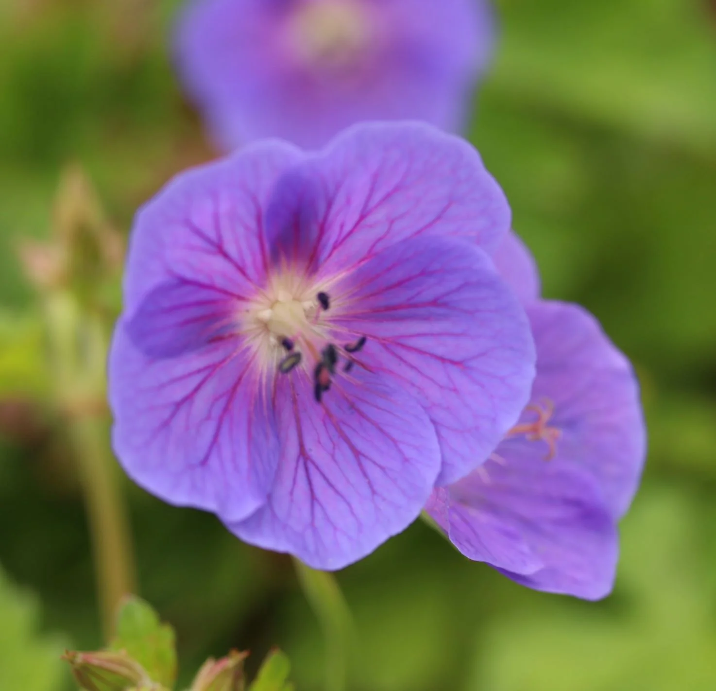 Geranium Johnson Blue Johnson s