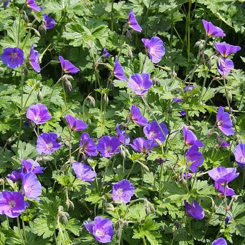 Geranium 'Johnson's Blue' 2 Ltr pot - Image 2
