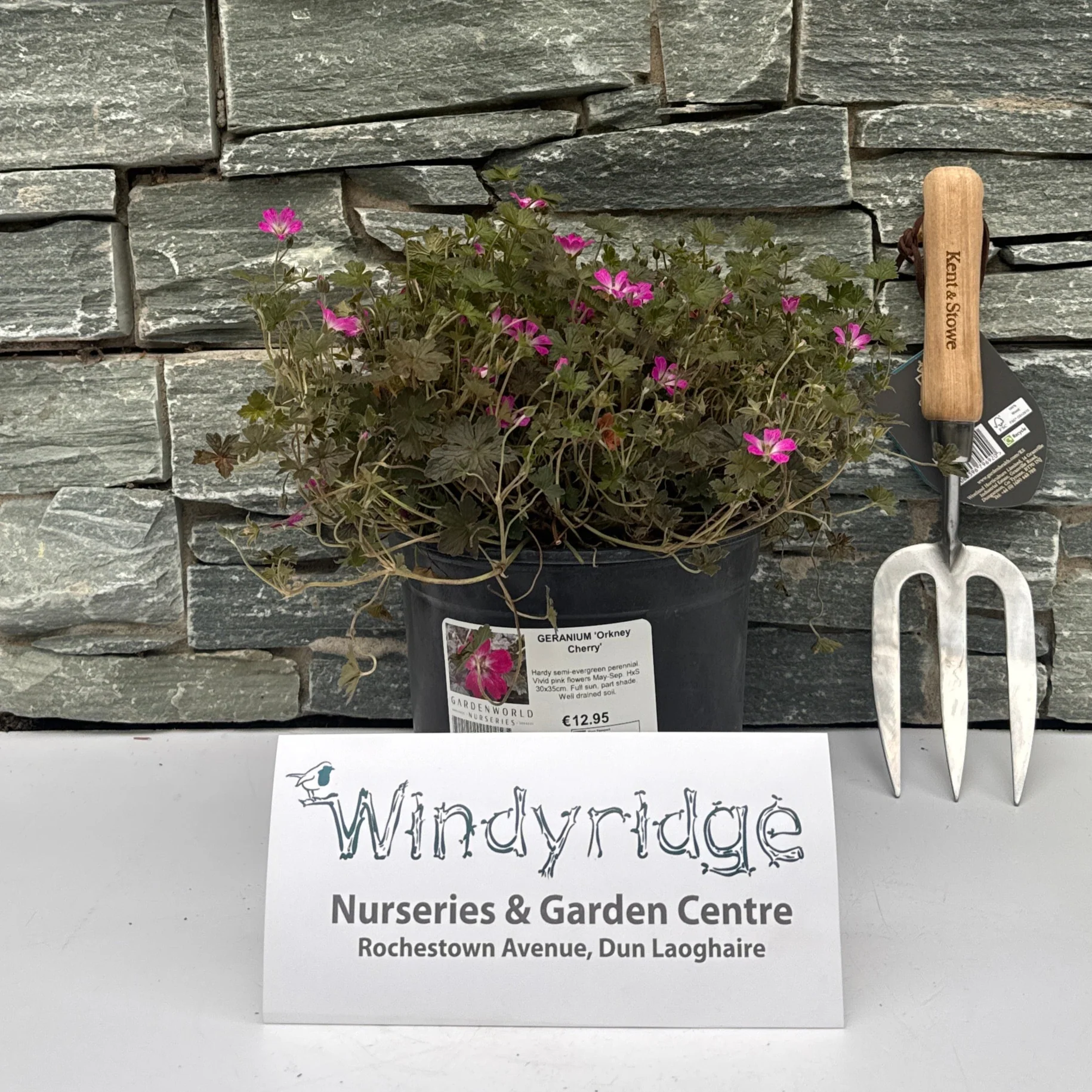 GERANIUM Orkney Cherry 3Ltr Pot - Image 2