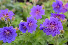 GERANIUM Perennial Mix