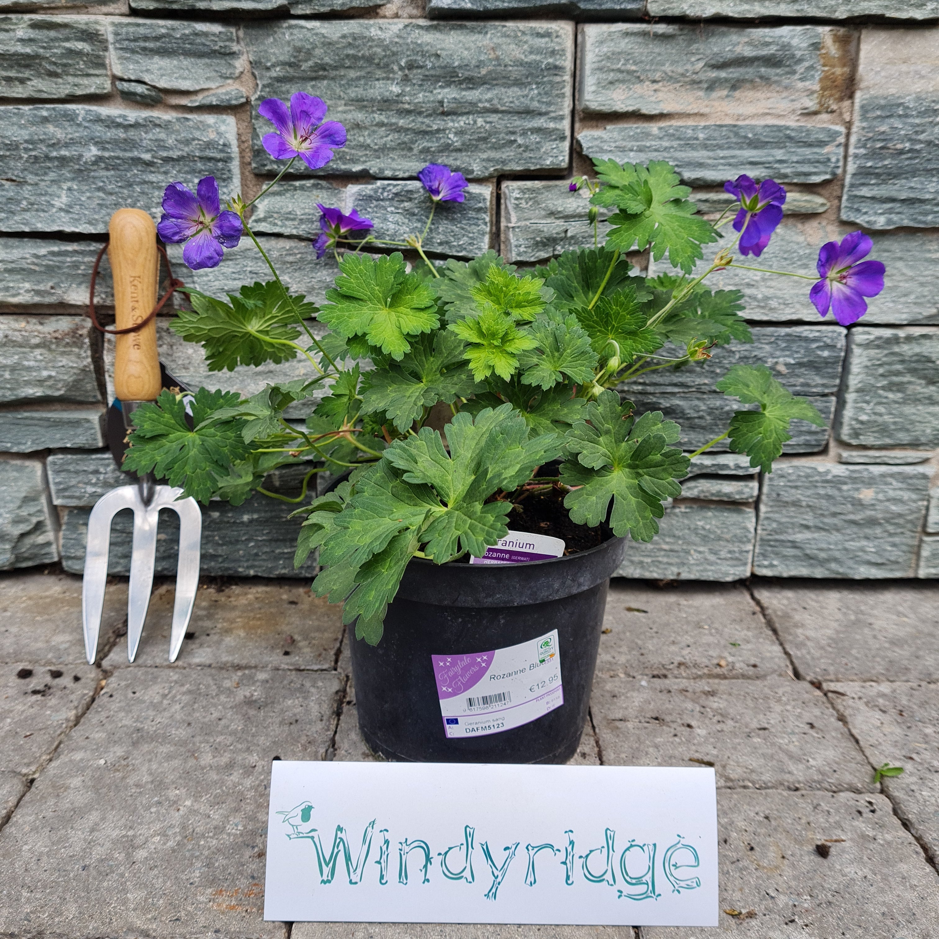 GERANIUM Perennial Mix - Image 2