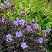 Geranium pratense 'Midnight Reiter' - Image 3