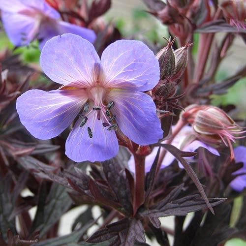 Geranium pratense 'Midnight Reiter' - Image 5